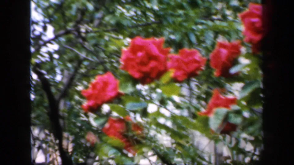 Red roses bloom among green foliage in a likely England 1949 8mm garden or park view.