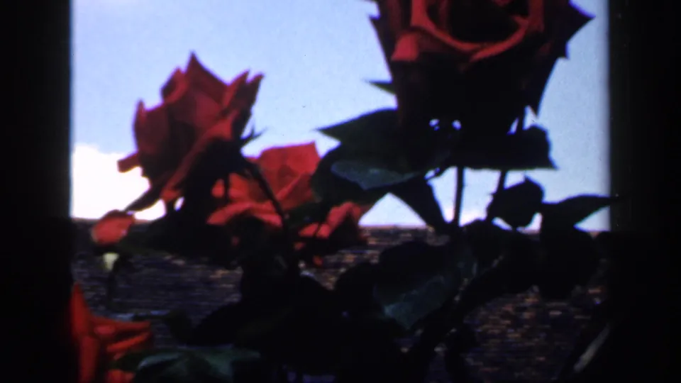 Close roses appear dark against a pale sky and roofline in the 1949 England home-movie scene.