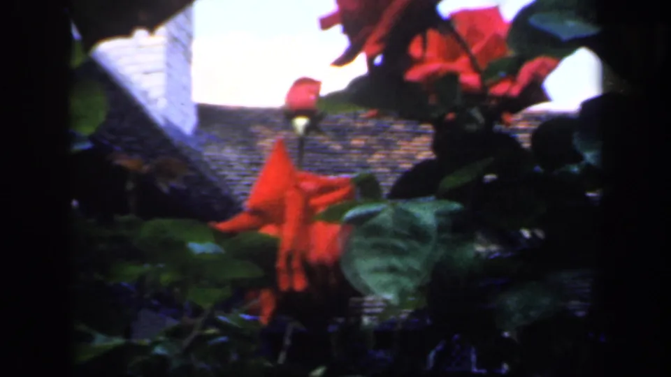 Roses and broad leaves sit near a sloped roofline, continuing the garden view from England 1949 metadata.