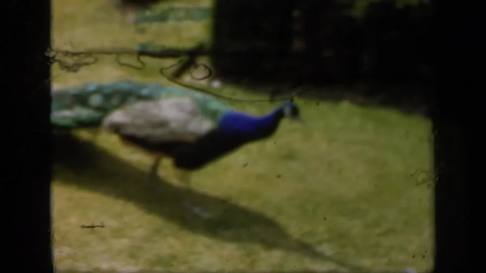 Peacock with blue neck and green tail feathers crossing grass on castle grounds in 1949 England footage.
