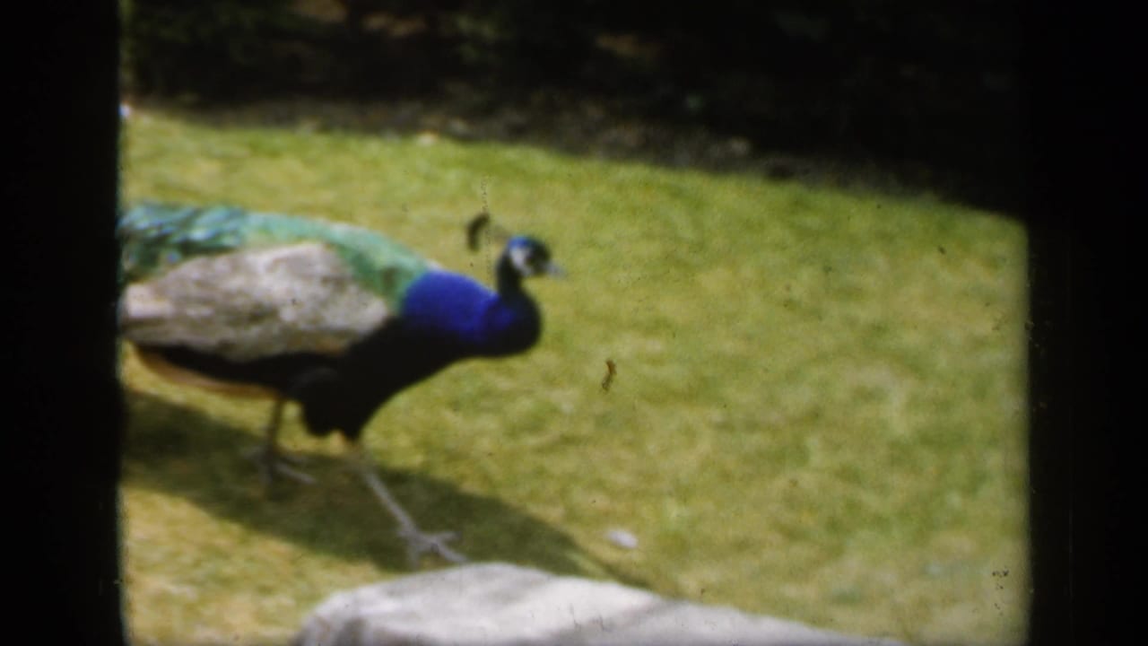 1949 England 8mm frame showing a peacock with blue neck and folded tail walking across a grassy yard near pale paving.