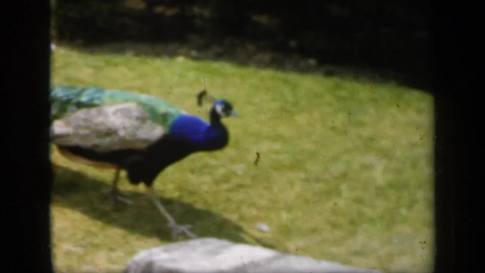 1949 England 8mm frame showing a peacock with blue neck and folded tail walking across a grassy yard near pale paving.