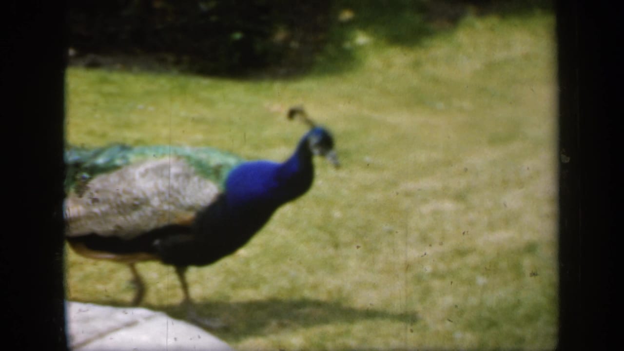 1949 England 8mm frame of a peacock in side view, its blue neck and green tail feathers visible against grass.