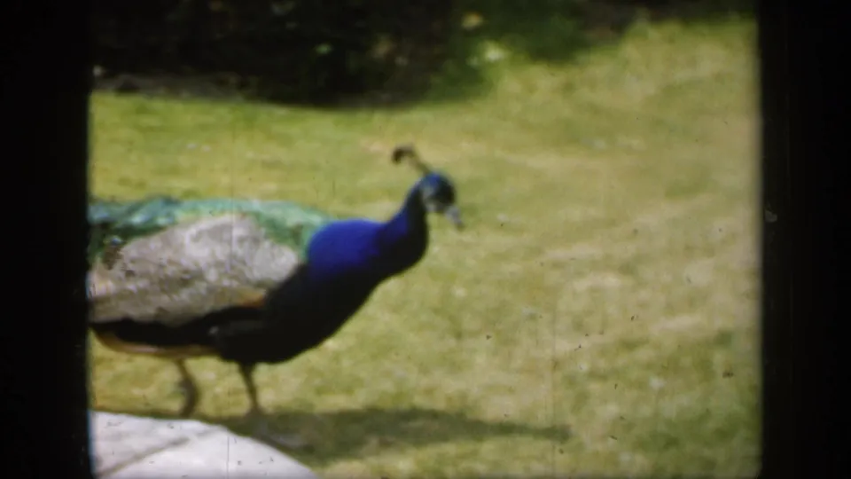 1949 England 8mm frame of a peacock in side view, its blue neck and green tail feathers visible against grass.