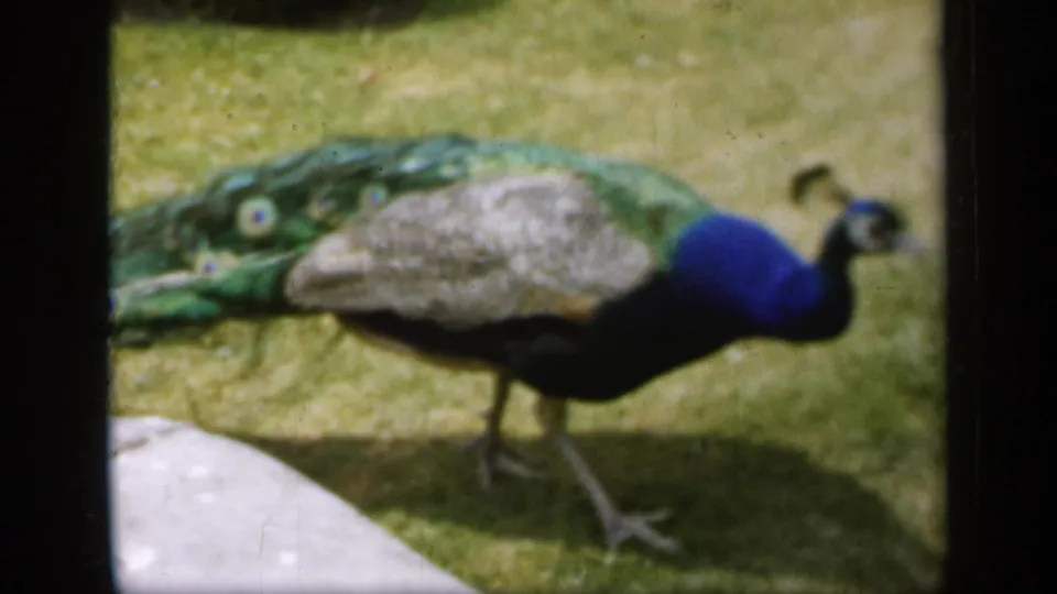 1949 England 8mm frame with a closer handheld view of the peacock, showing blue neck and eye-like tail markings.