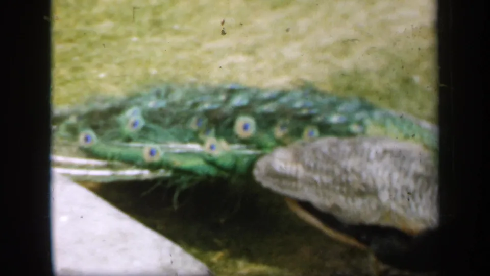 1949 England 8mm frame focused on the peacock's green tail feathers and eye-like markings as the bird moves out of view.