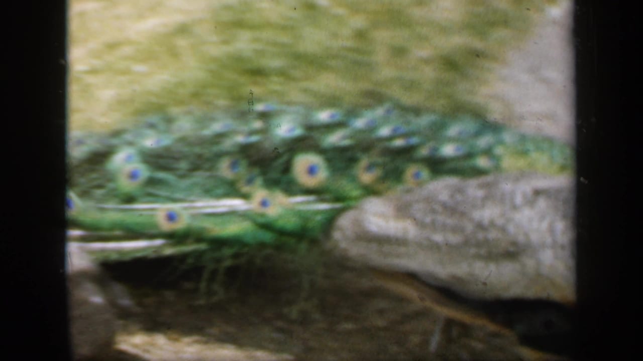 A peacock in 1949 England is partly seen from the side, with trailing green tail feathers and patterned body on a paved surface.