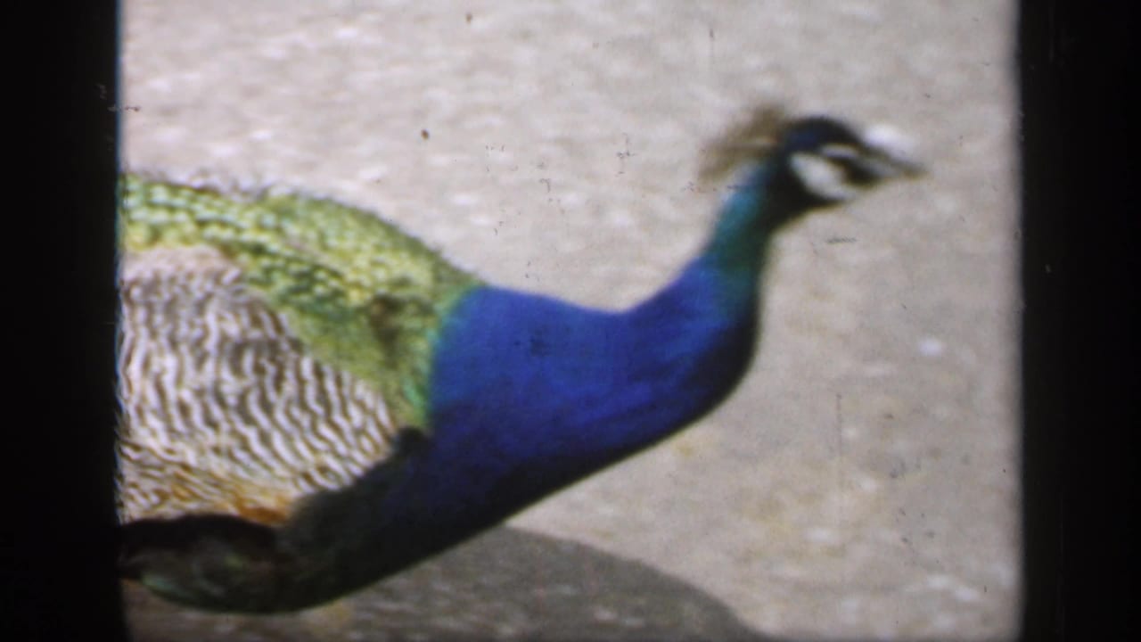 Side view of a peacock with blue neck, green back and patterned wing feathers.