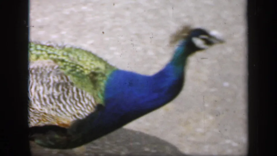 Side view of a peacock in 1949 England, showing its blue neck, green back and patterned wing feathers as it crosses pavement.