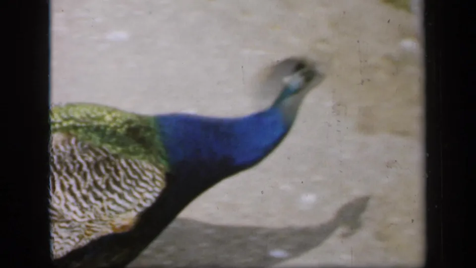 The peacock continues moving through the 1949 England home-movie frame, with motion blur around its head and neck.