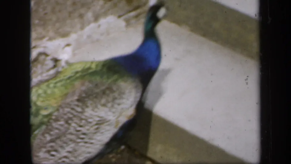 A peacock in 1949 England stands near a curb or step, seen from a slightly elevated handheld home-movie angle.