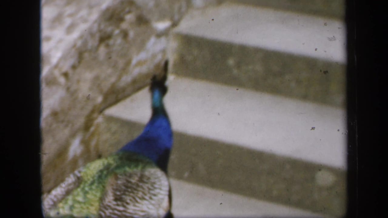 A peacock stands near stone steps in England 1949 home-movie footage, its blue neck and green tail partly framed by a pale stone wall.