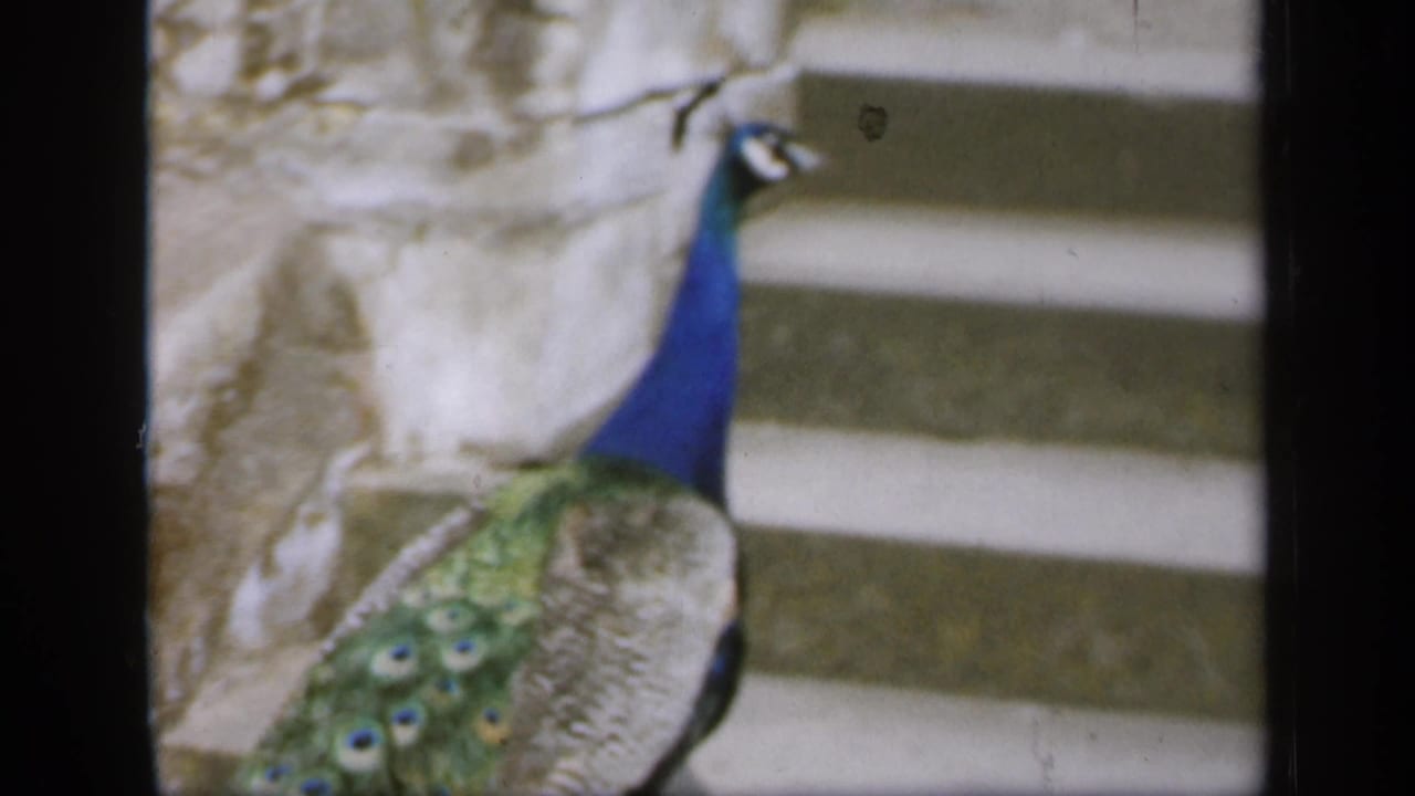 The peacock climbs beside a stone wall, showing its iridescent blue neck and patterned green back in the 1949 England footage.
