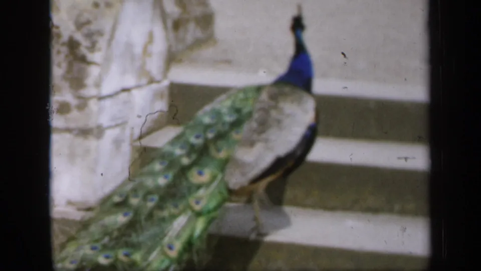 A peacock moves up the stone steps, its long green tail feathers trailing across the lower frame in color 8mm footage from England.