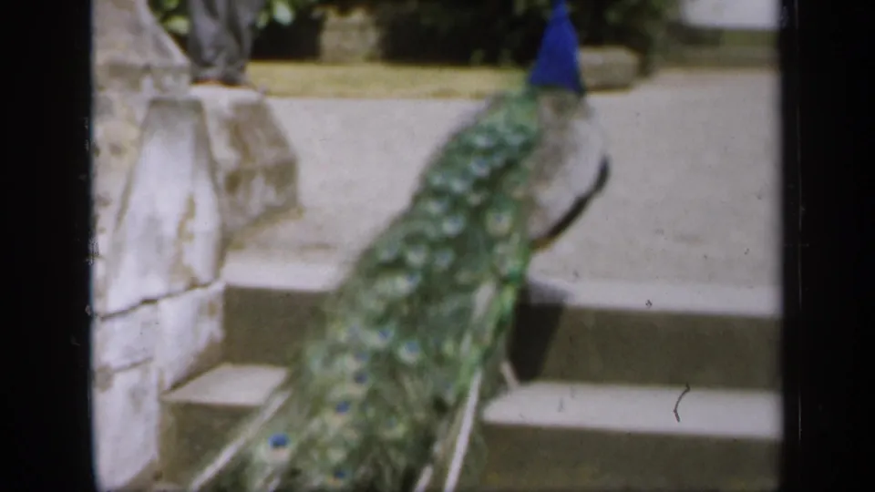 The peacock reaches higher on the steps, with its blue head near the upper frame and green tail feathers extending downward.