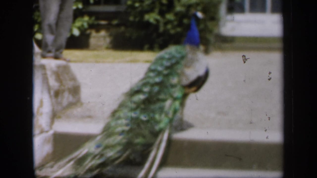 A peacock with green and blue plumage walks on stone steps in England 1949 home-movie footage.