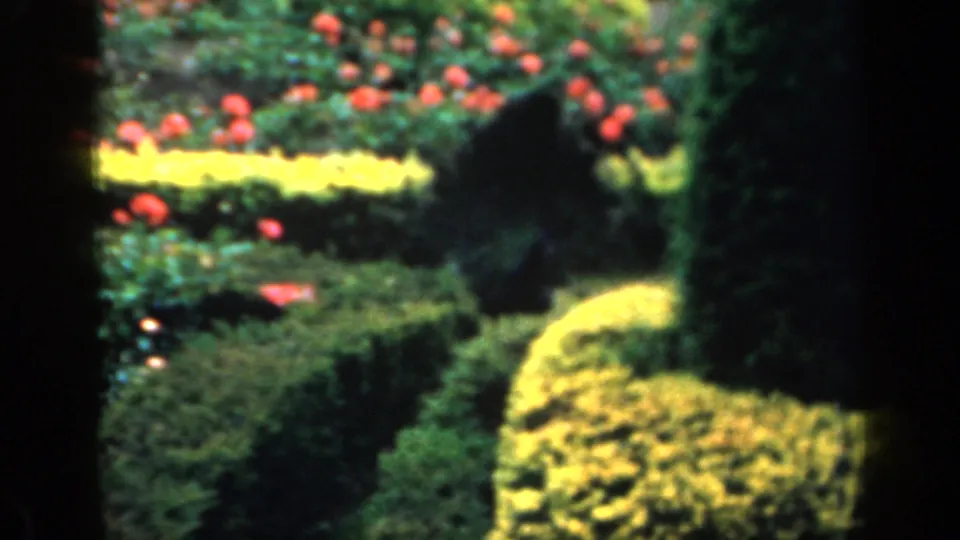 A soft 8mm view shows clipped hedges and colorful flower rows in a formal garden in England.