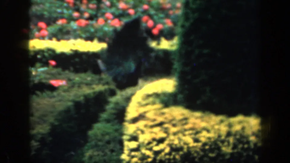 The garden remains in soft focus, with red blooms, yellow borders and clipped greenery in the 1949 footage.