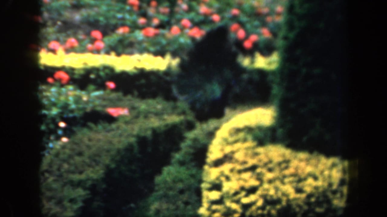 A peacock appears in a manicured English garden, with yellow flower borders and red blooms visible in soft 1949 8mm color.