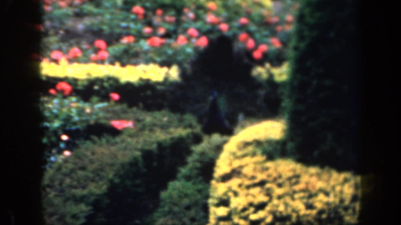 Peacock near hedges with red flowers and yellow planting beds behind it.