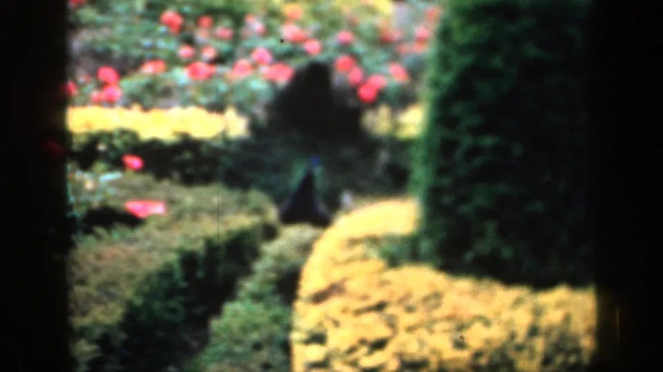 A distant peacock stands or walks within a manicured garden, with clipped hedges, red blooms, and yellow planting beds visible.