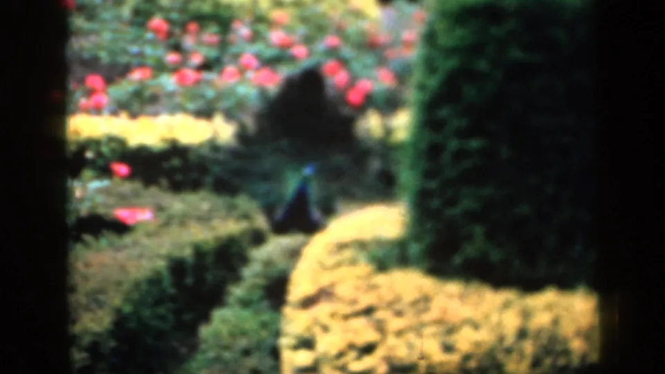 The peacock remains visible in the manicured English garden, surrounded by hedges, dark conifer shapes, yellow borders, and red flowers.