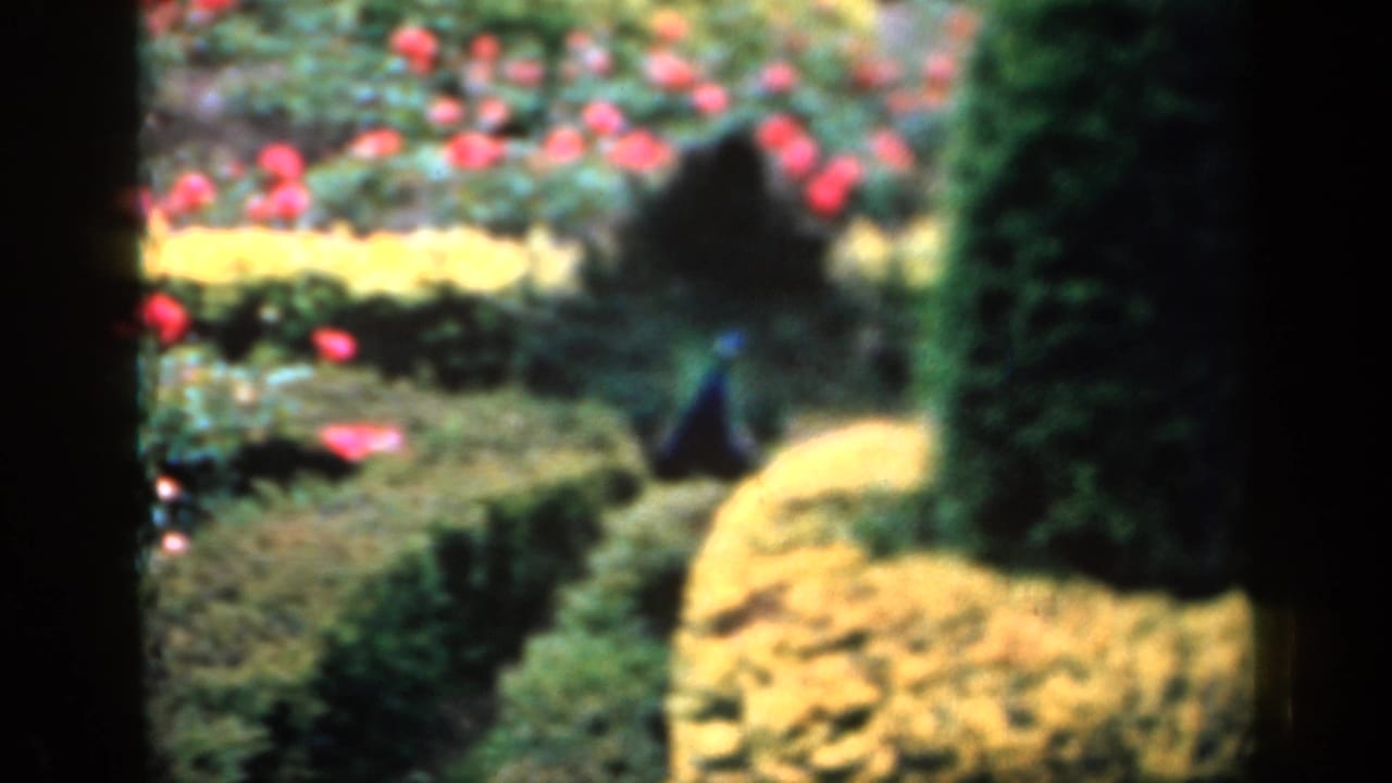 Two peacocks among hedges, red flowers and yellow shrubs in a garden.