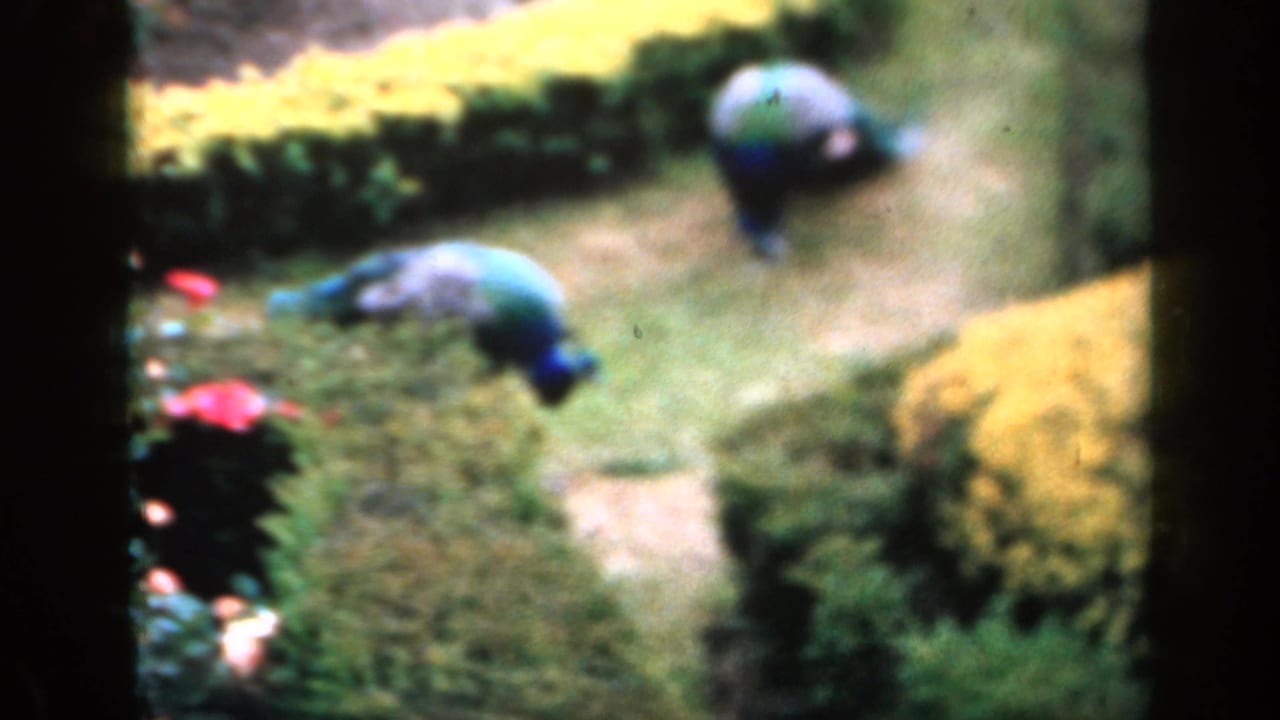Two peacocks walking near a narrow grass path between yellow shrubs.