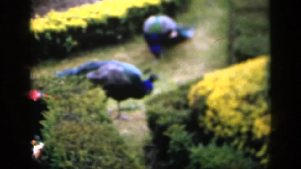 1949 England 8mm frame showing a foreground peacock and a second peacock beyond it in a formal garden path area.