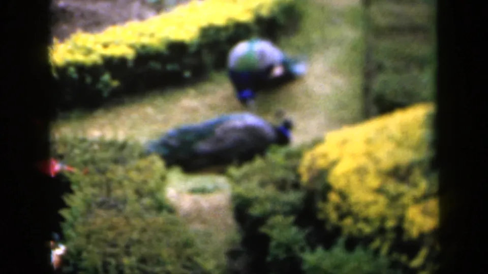 1949 England 8mm frame of two peacocks in a manicured garden, with clipped hedges, yellow shrubs and visible film borders.