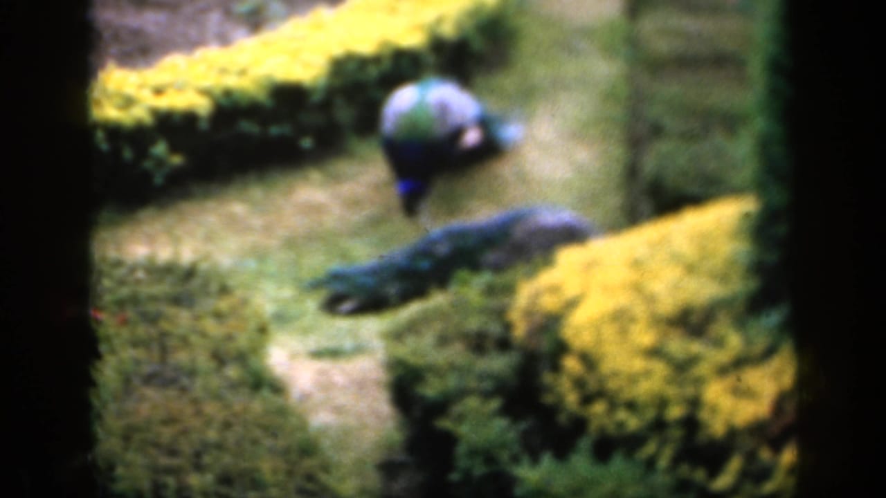 1949 England 8mm frame showing peacocks in a manicured garden with yellow shrubs, clipped greenery, and dark tree trunks.