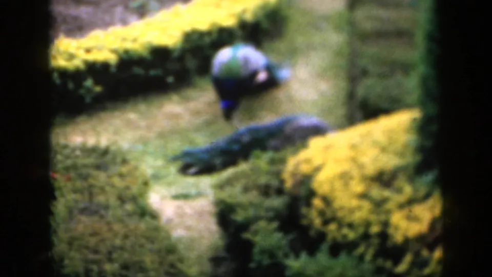 1949 England 8mm frame showing peacocks in a manicured garden with yellow shrubs, clipped greenery, and dark tree trunks.