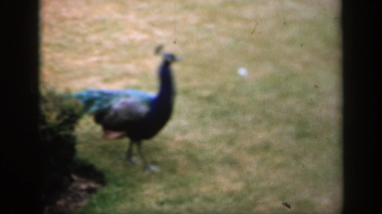 A peacock stands on a lawn near a dark tree trunk and low garden planting.