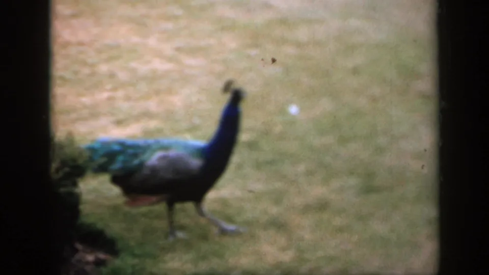 1949 England 8mm frame showing a peacock walking across a lawn, its iridescent tail trailing behind in soft focus.