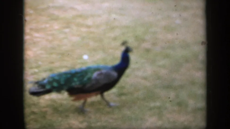 1949 England 8mm frame of a peacock crossing a garden lawn, with blue neck, green tail, and visible film gate edges.