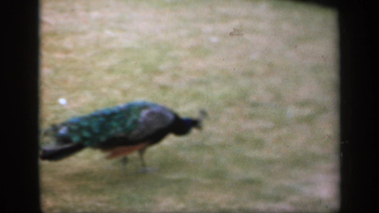 A peacock walks across grass in 1949 England home-movie footage, with dark film borders and soft, grainy color.