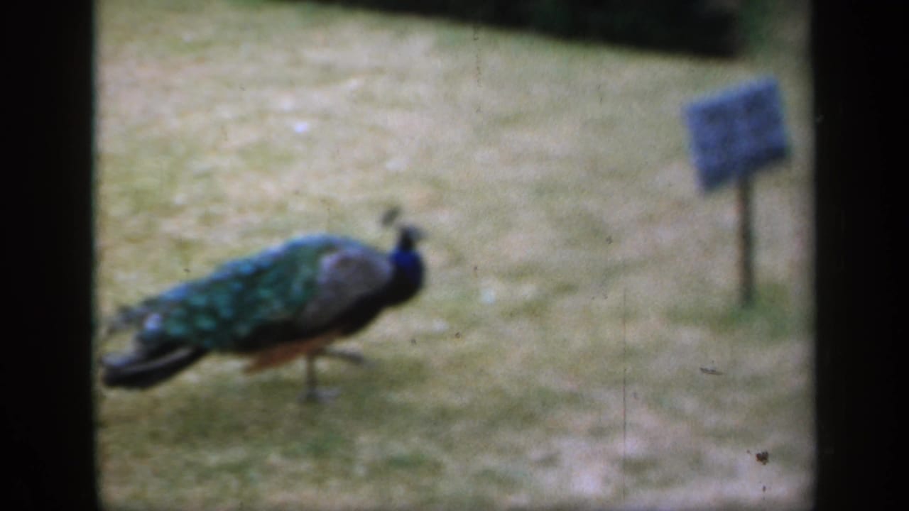 Peacock standing on grass near a small signpost.