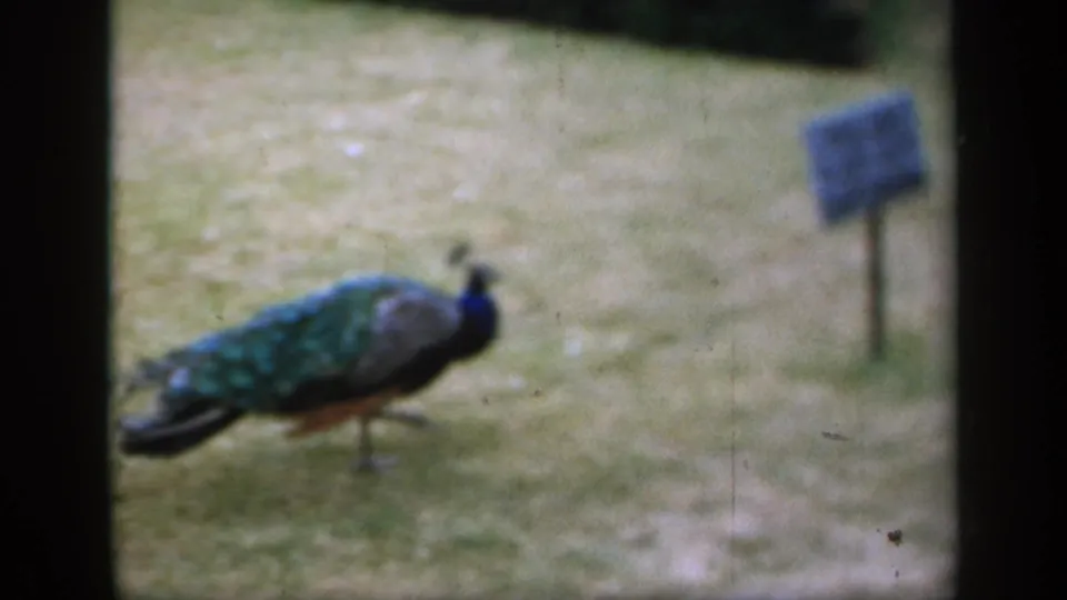 A peacock pauses on a grassy lawn near a small signpost in 1949 England 8mm home-movie footage.