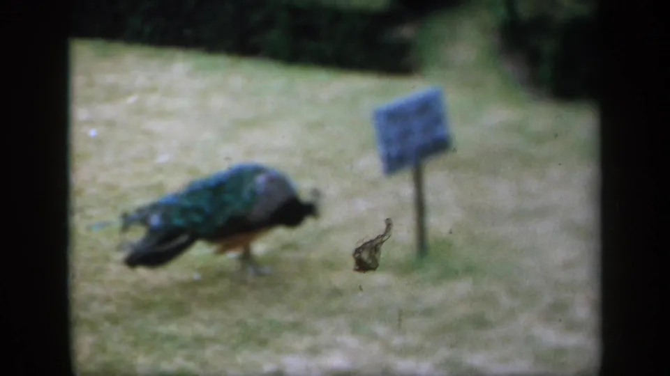 A peacock crosses the grass near a small signpost, seen through grainy 1949 England home-movie film.