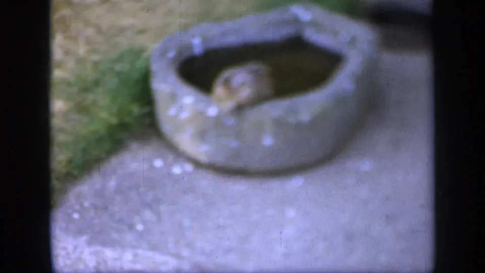 A stone bowl or nest-like container sits on the grass, possibly holding a chick, in soft 1949 England 8mm footage.