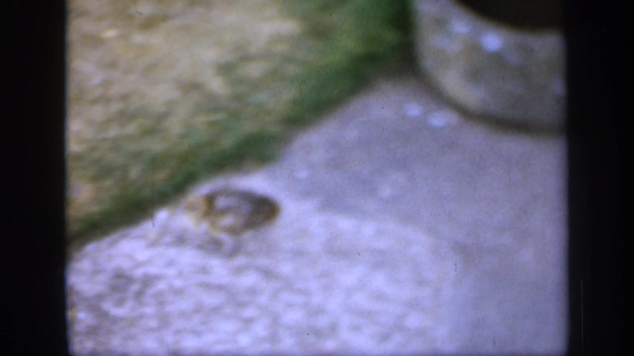 In 1949 England home-movie footage, a small bird stands on stone paving while the adult bird is partly cropped at the top of frame.