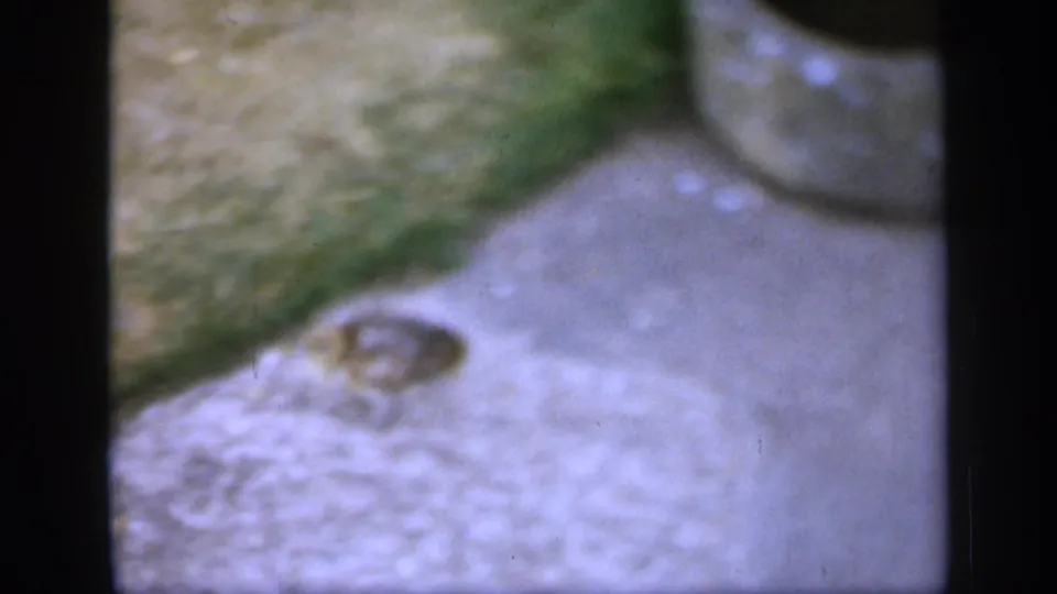 In 1949 England home-movie footage, a small bird stands on stone paving while the adult bird is partly cropped at the top of frame.