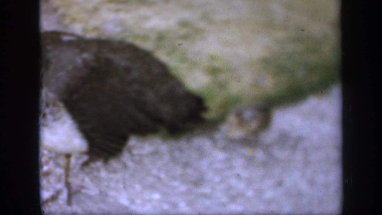 Adult brown bird walking across stone paving with greenery nearby.