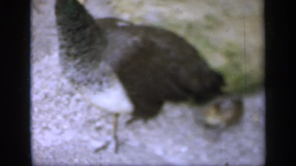 The adult bird lowers its head on the stone patio as the young bird stays close in soft 8mm color footage from England, 1949.
