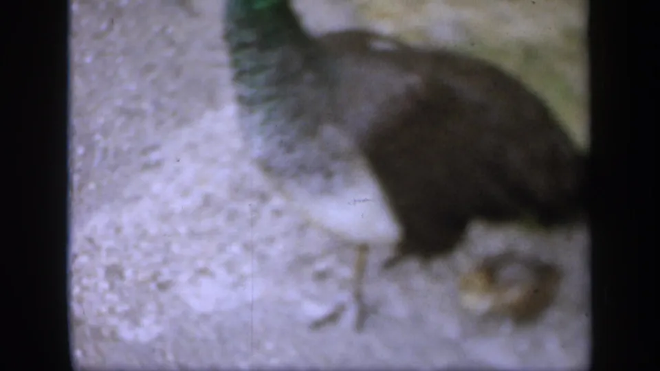 The adult and young bird appear close together on stone paving, framed by dark contact-sheet borders in 1949 England 8mm footage.