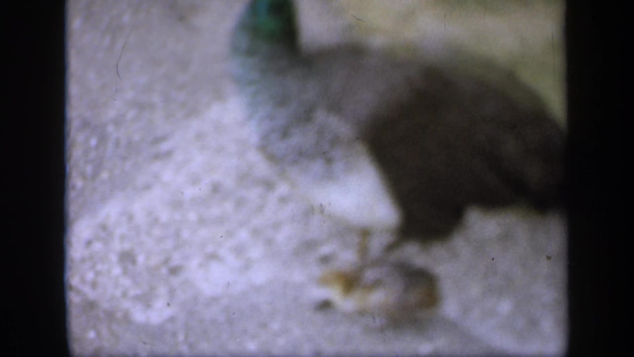 1949 England 8mm frame showing a peahen with small chicks on textured ground, with soft focus and visible film grain.