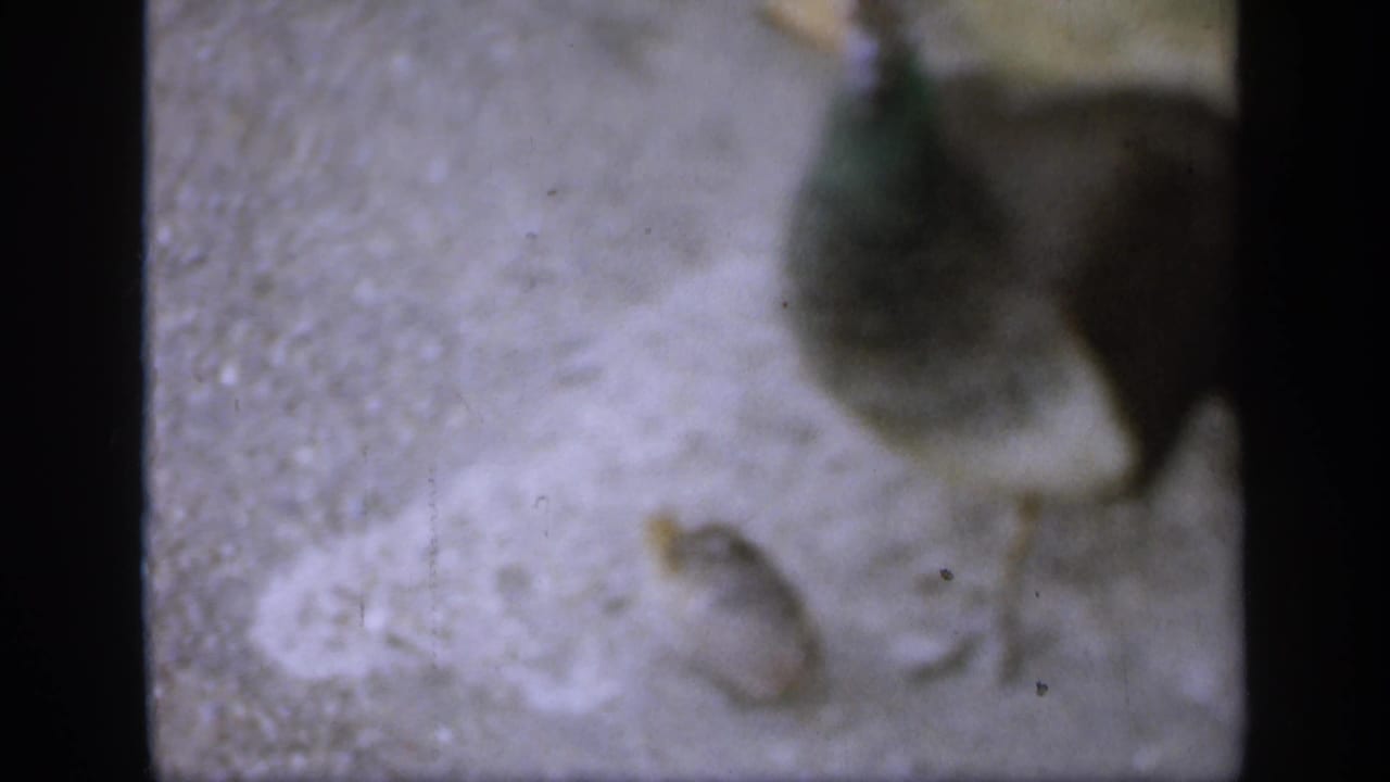 1949 England 8mm frame with a peahen near a chick on pale ground, rendered with blur, grain, and handheld home-movie texture.