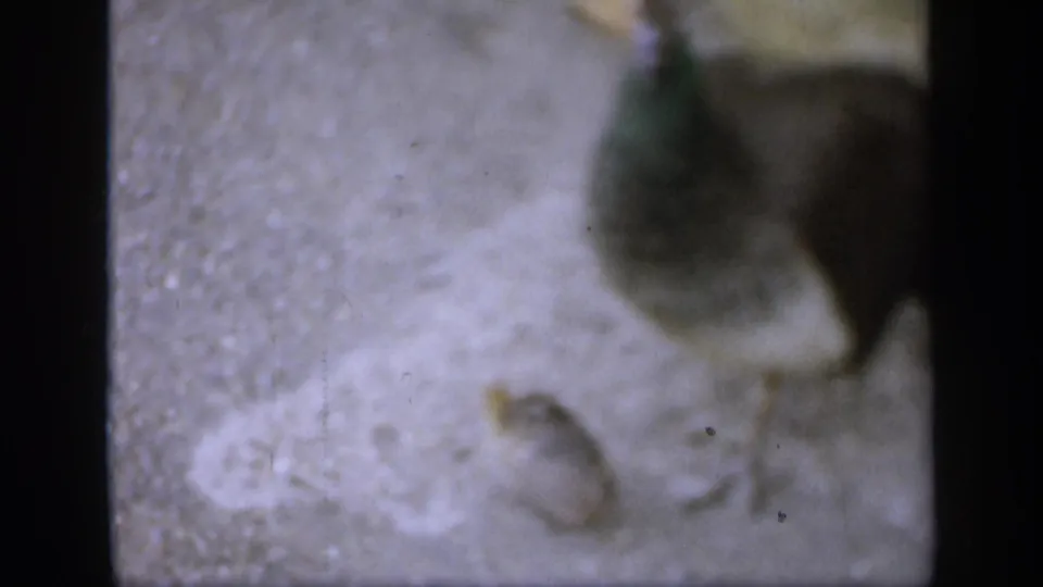 1949 England 8mm frame with a peahen near a chick on pale ground, rendered with blur, grain, and handheld home-movie texture.
