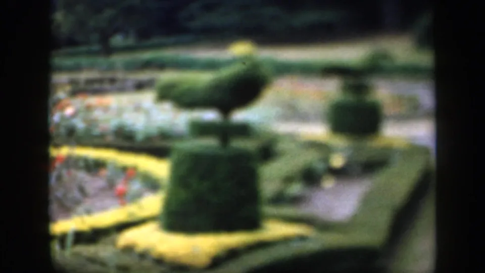 1949 England 8mm frame of a peahen among clipped garden topiary and flowerbeds, with warm color and visible film grain.