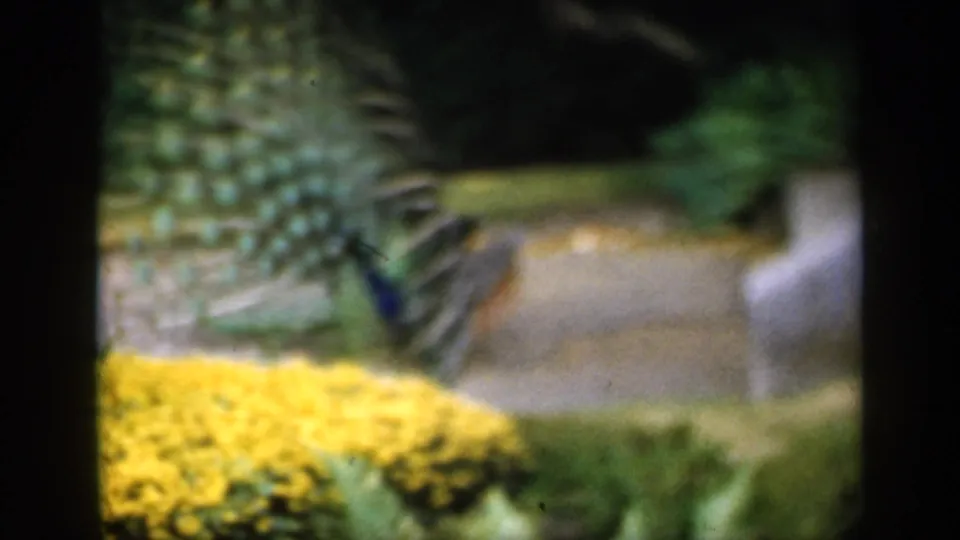 1949 England frame showing a peacock near yellow blooms, low steps, dense planting, and a garden walkway.